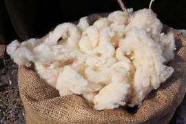 LOOSE MERINO SHEEP WOOL