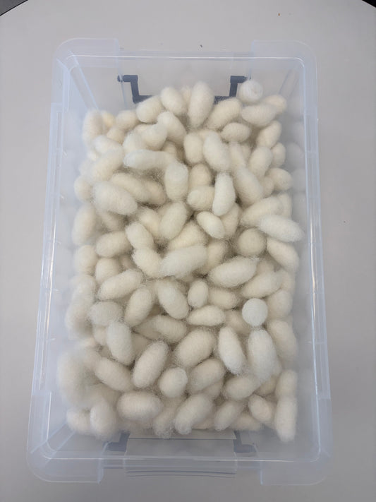 Natural Wool Toe Spacers